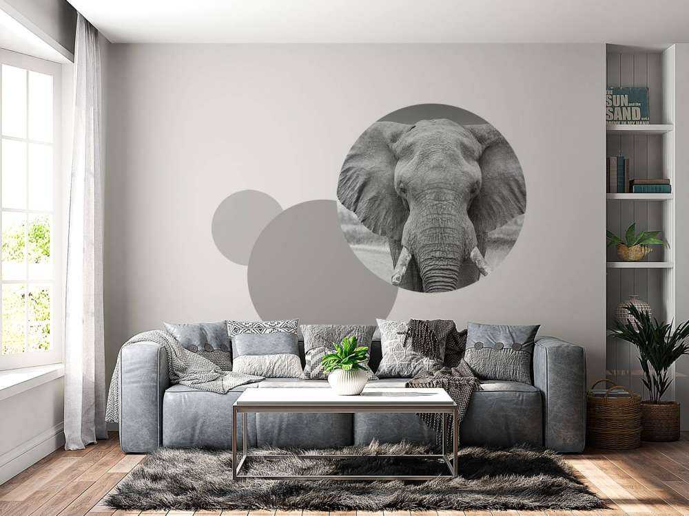 L'éléphant en noir et blanc