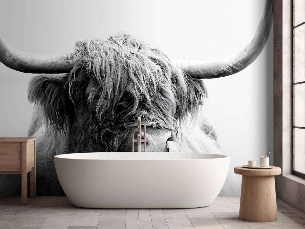 Drôle de Highland écossais