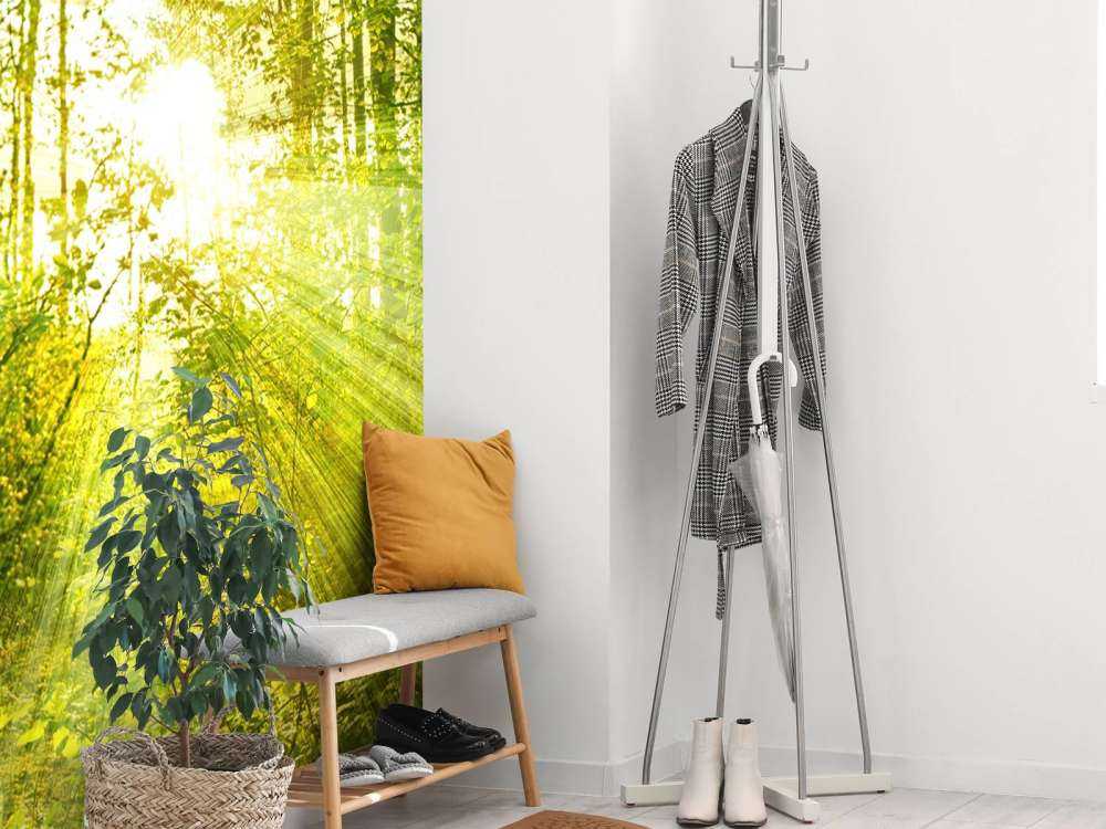 Soleil dans une forêt verdoyante