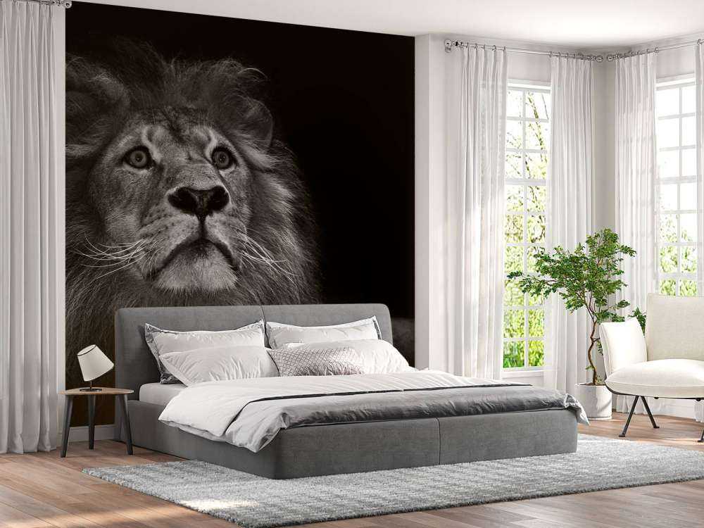 Lion sur fond noir