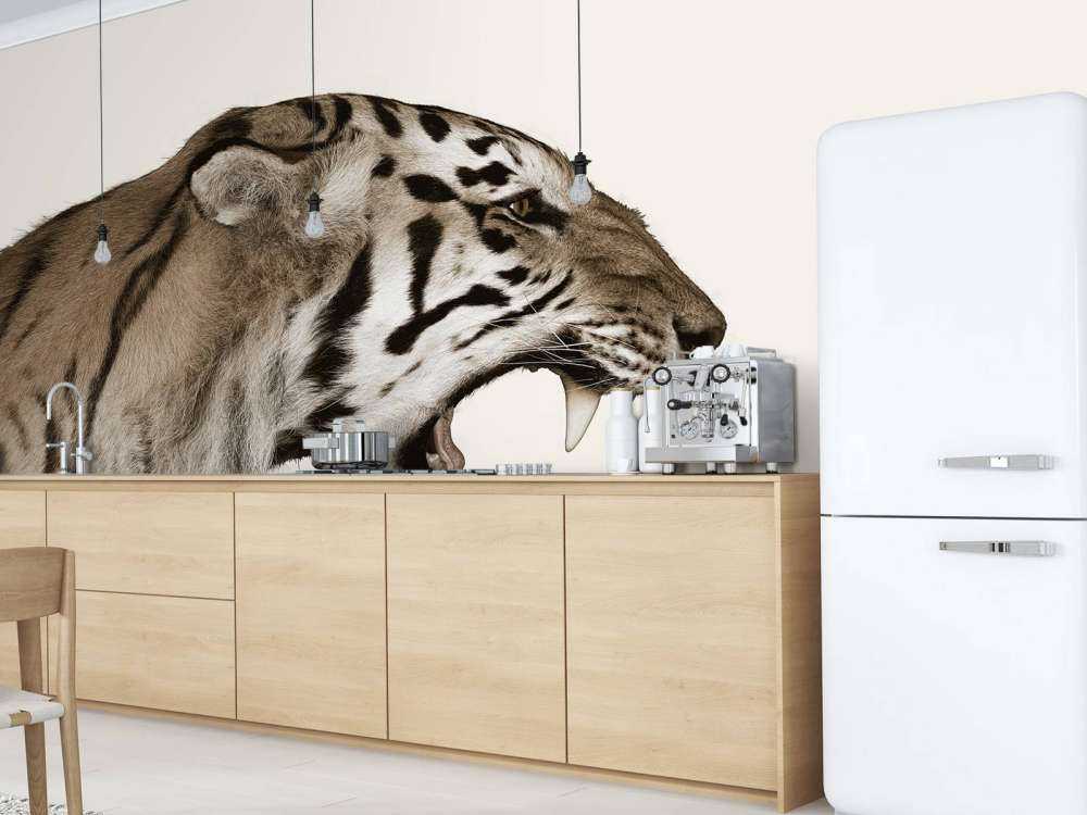 Tigre rugissant blanc