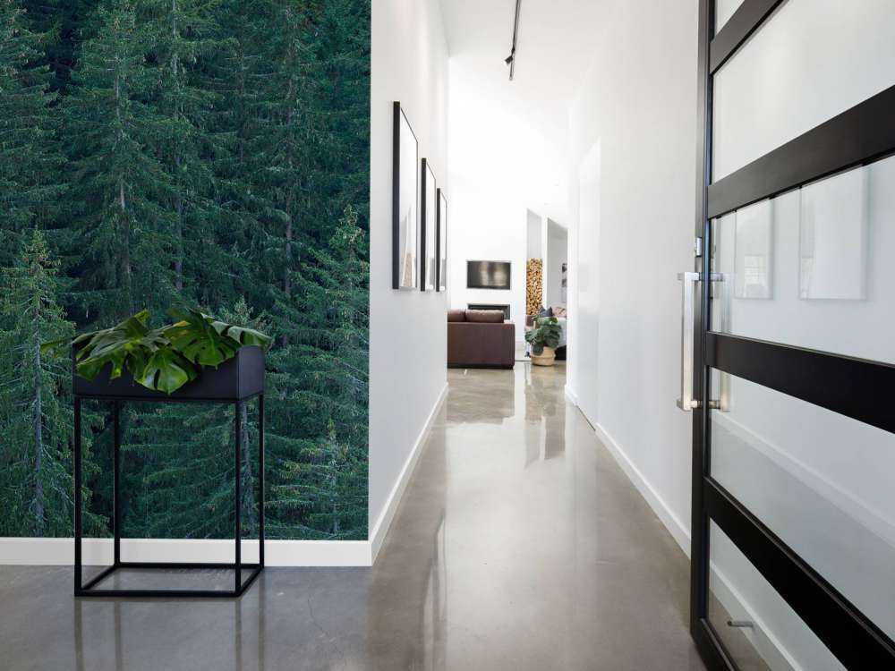 Conifères avec pommes de pin