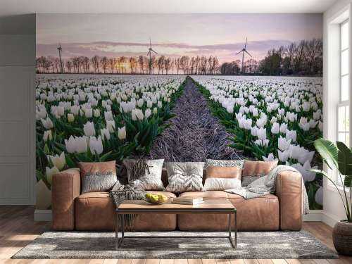 Champ de tulipes blanches