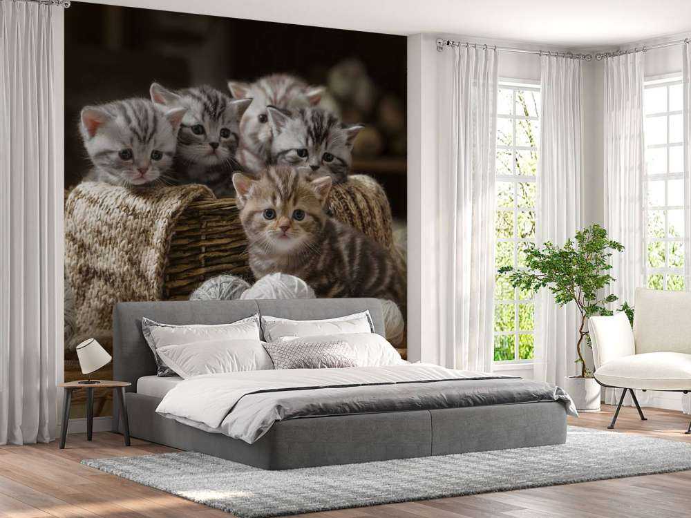 Chatons avec de la laine