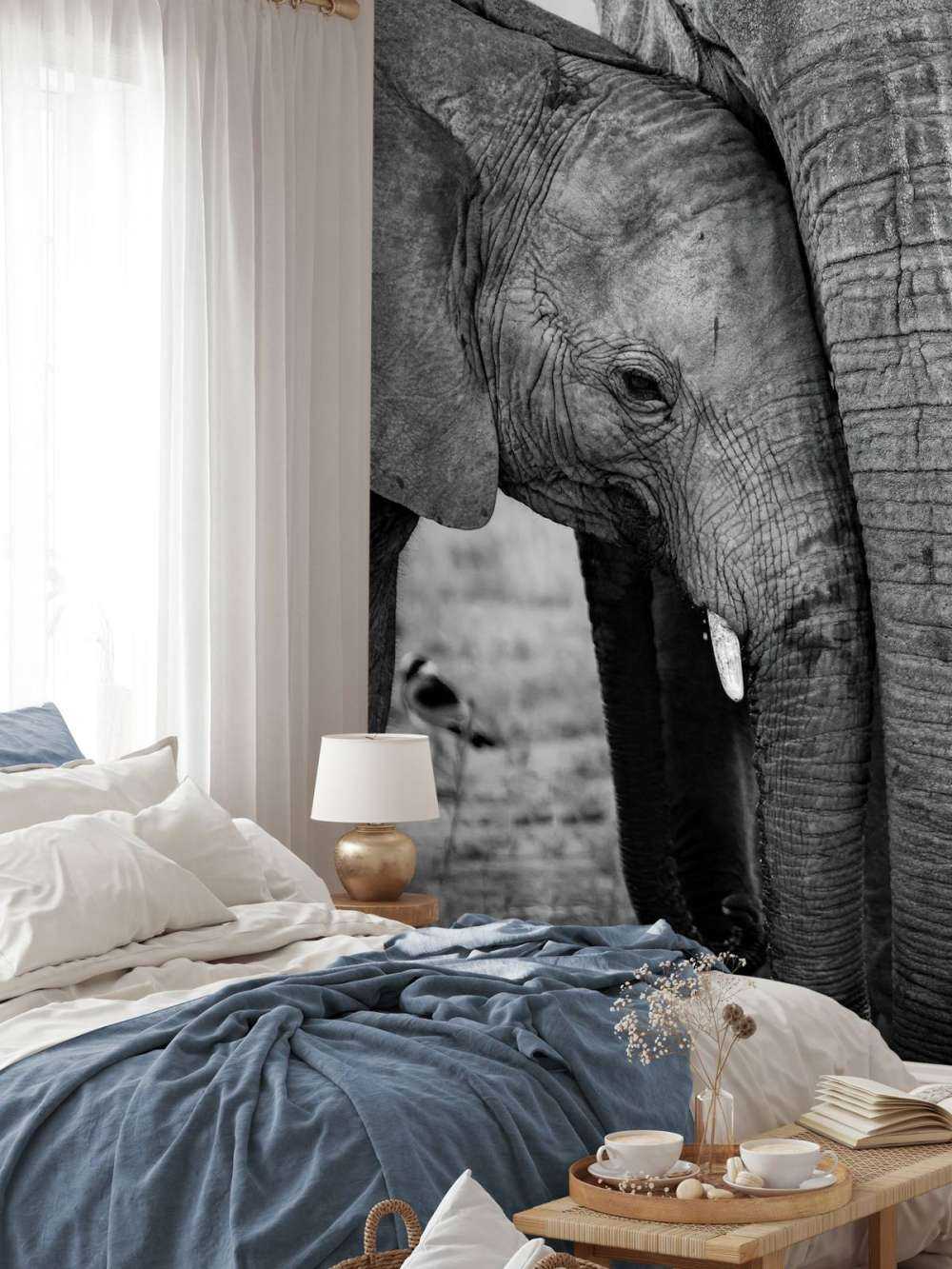 Câliner les éléphants