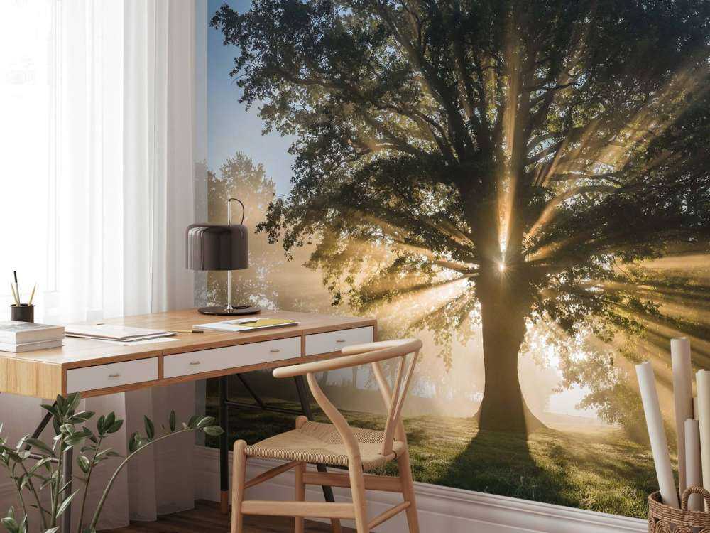 Rayons de soleil à travers le Vieux Chêne