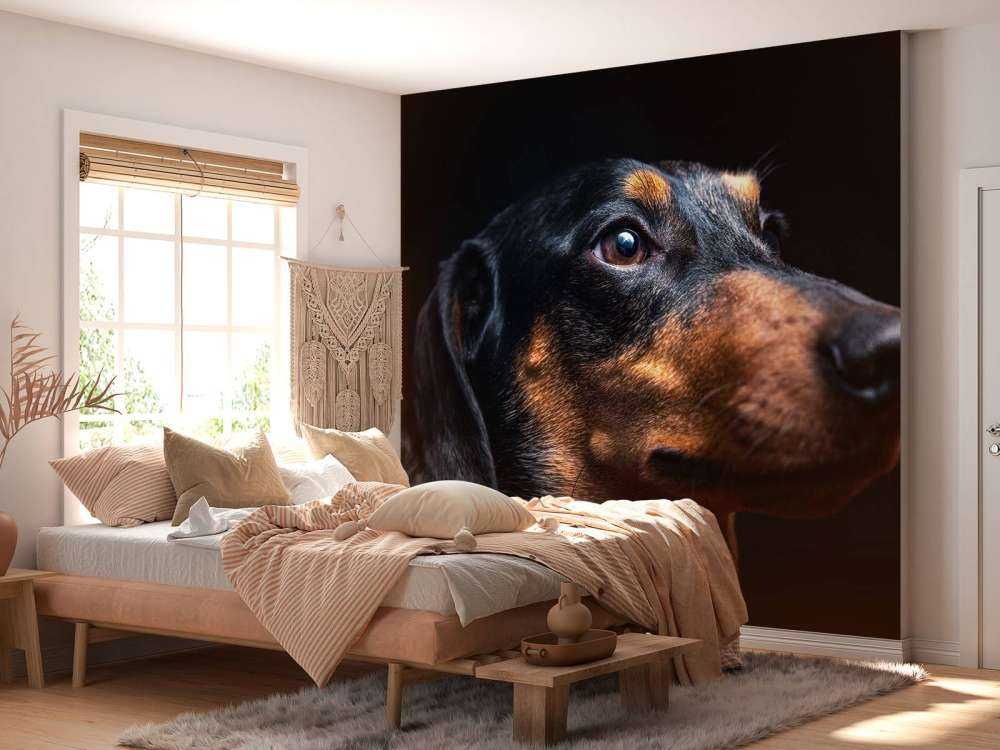 Portrait de fier teckel