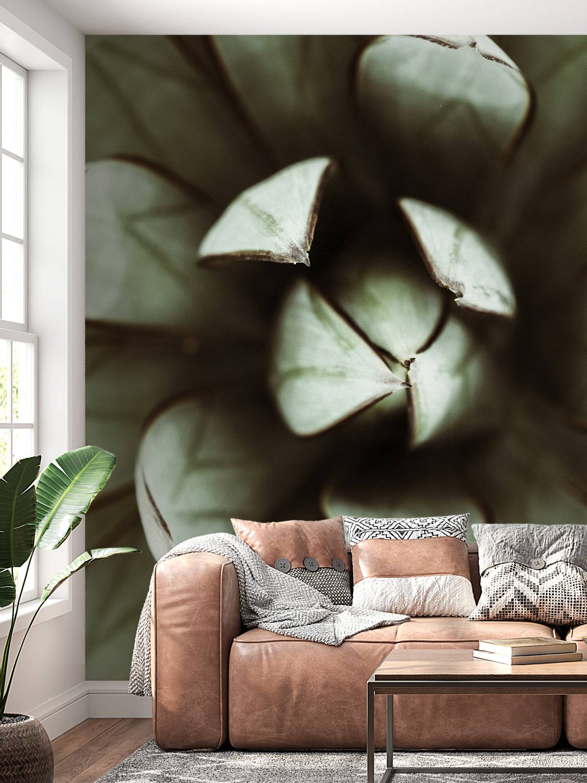 Plante grasse