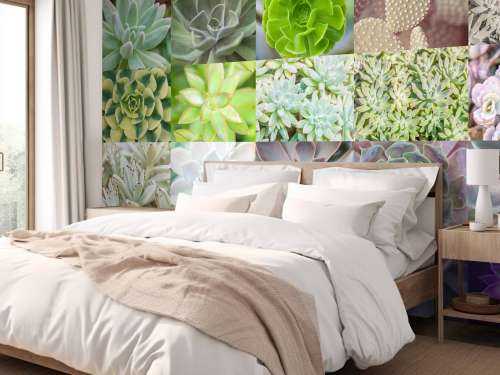Collage de succulents