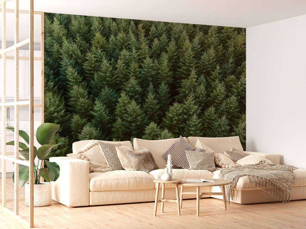 Les sapins de Douglas vus d'en haut