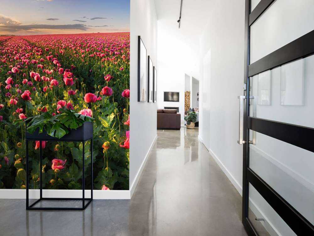 Champ de coquelicots roses