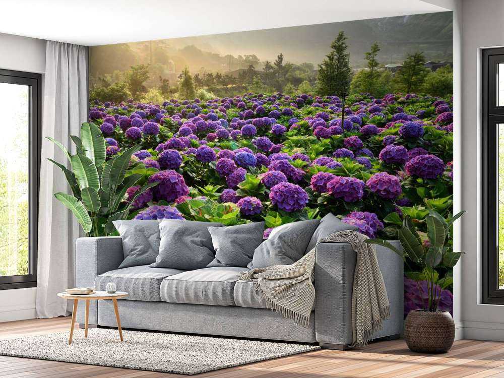 Hortensias dans un champ