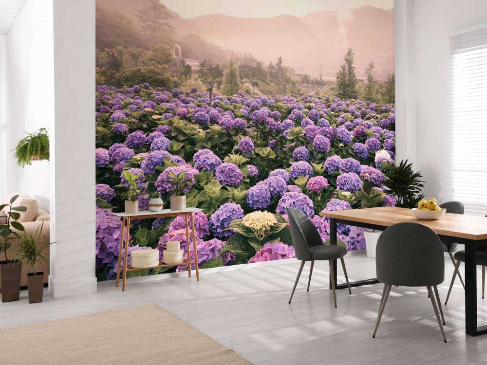 Hortensias à Beitou