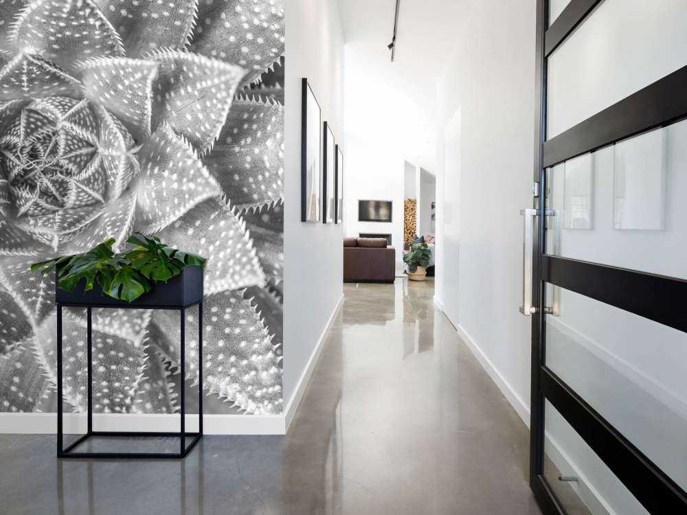 Gros plan sur succulente