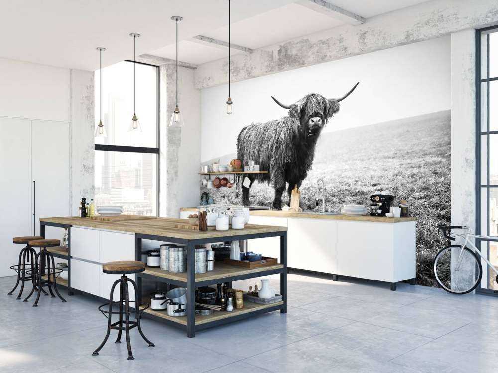 Le Highland écossais dans l'herbe