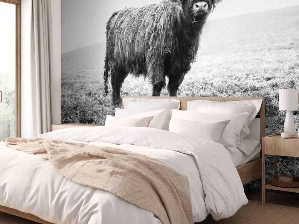 Le Highland écossais dans l'herbe