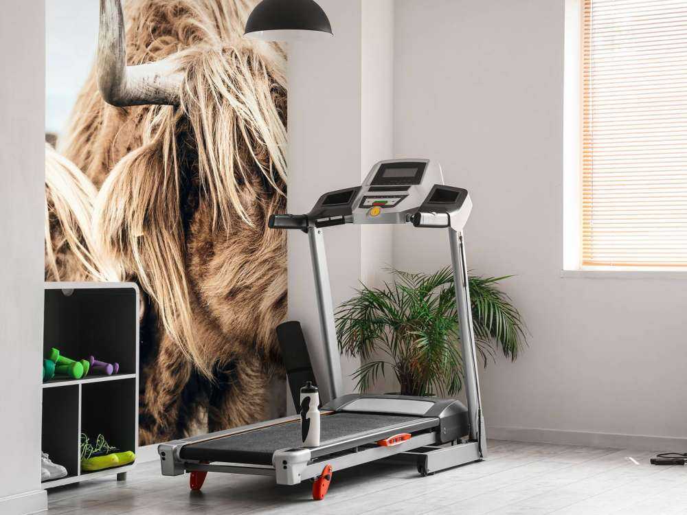 Deux Highlands écossais