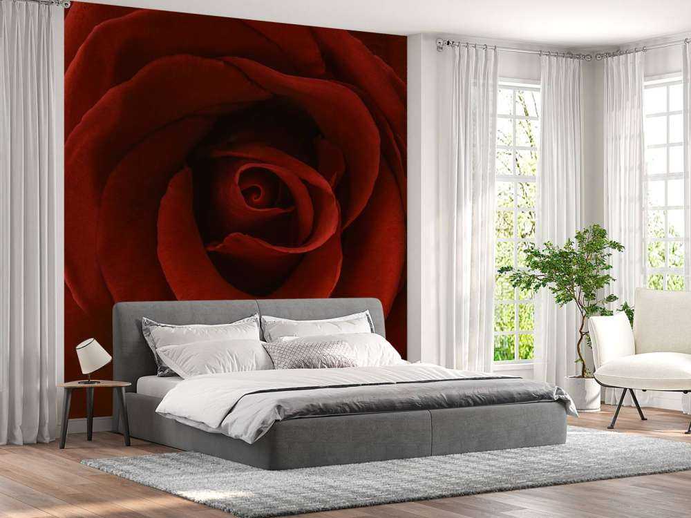 Gros plan sur la rose rouge