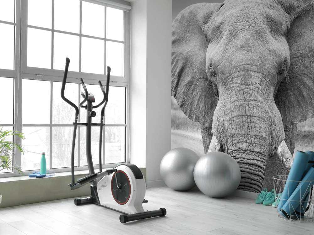 L'éléphant en noir et blanc