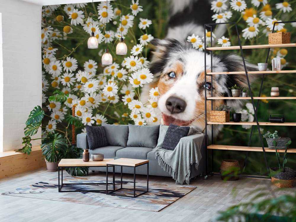 Un berger australien parmi les fleurs