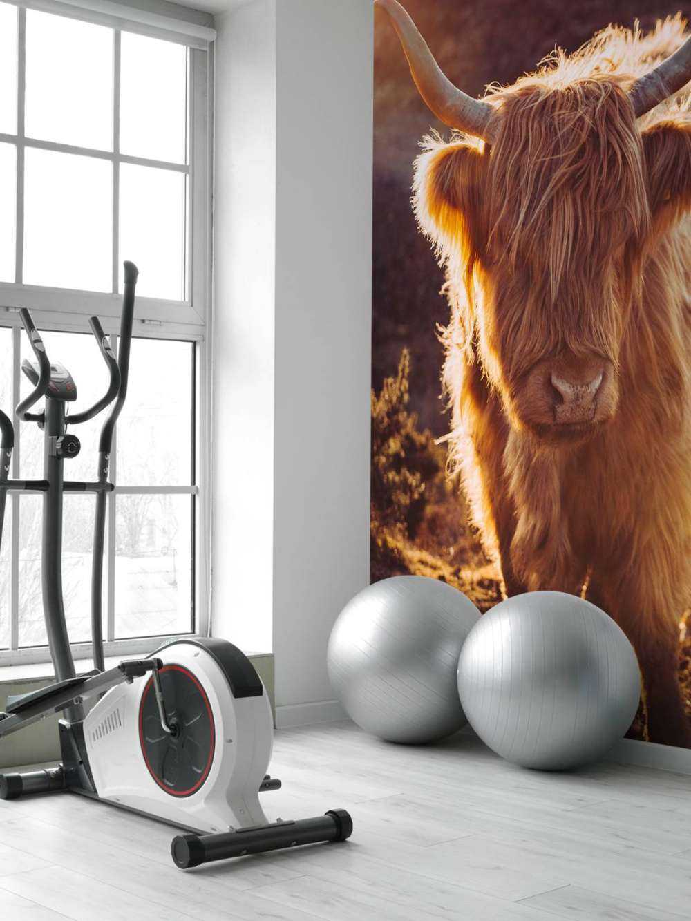 Le Highland écossais au soleil