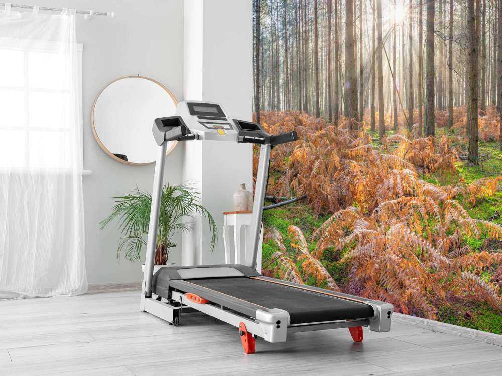 Forêt au lever du soleil