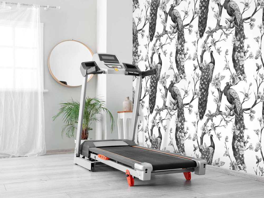 Splendeur Monochrome de Paon