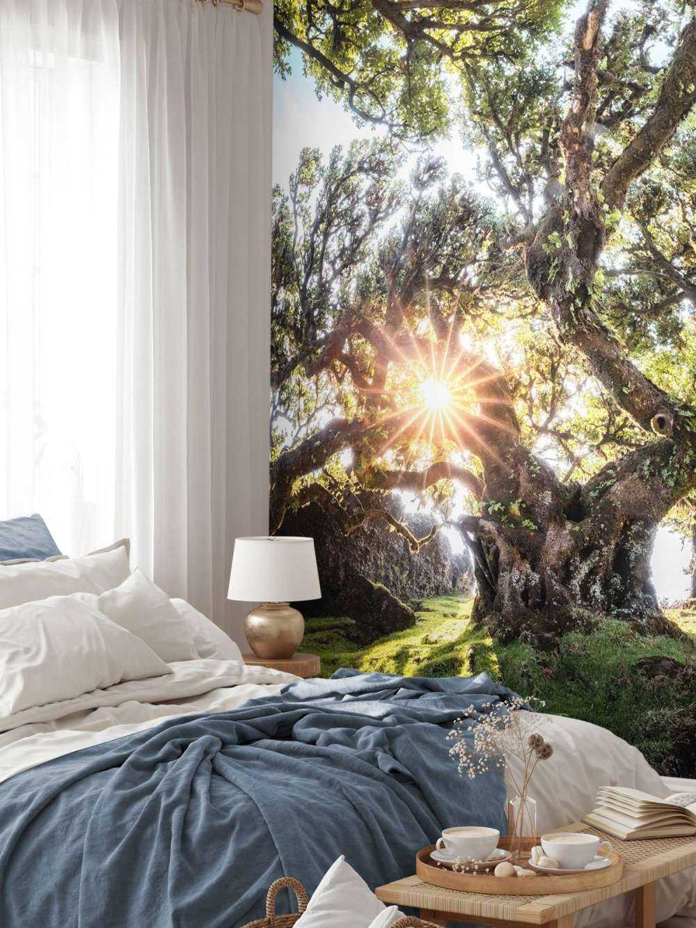 Lumière du soleil à travers les cimes d'arbres anciens