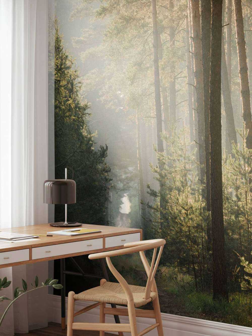 Jeu de lumière dans la forêt de pins