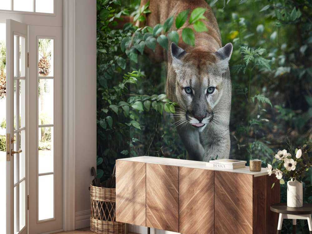 Lion des montagnes qui se faufile