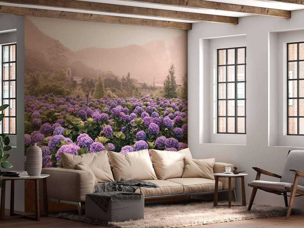 Hortensias à Beitou