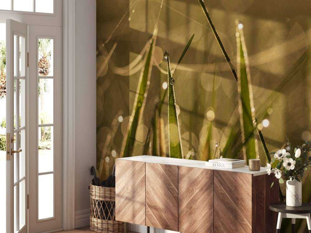 Herbe du matin brillante