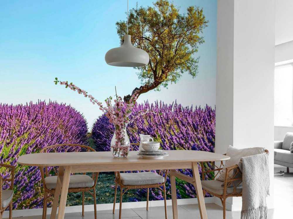 Sentier de lavande sous un ciel bleu.