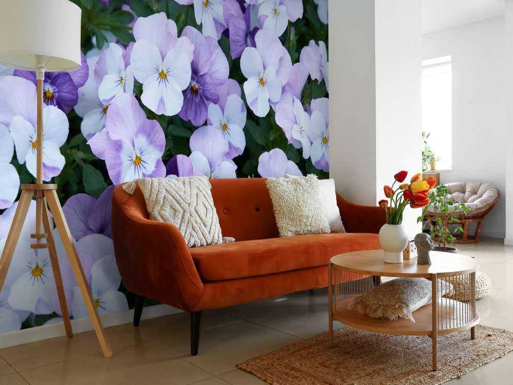 Violettes blanches pourpres