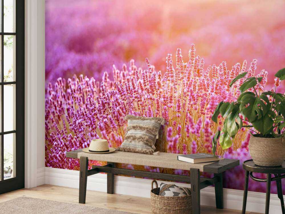 Gros plan sur des fleurs de lavande