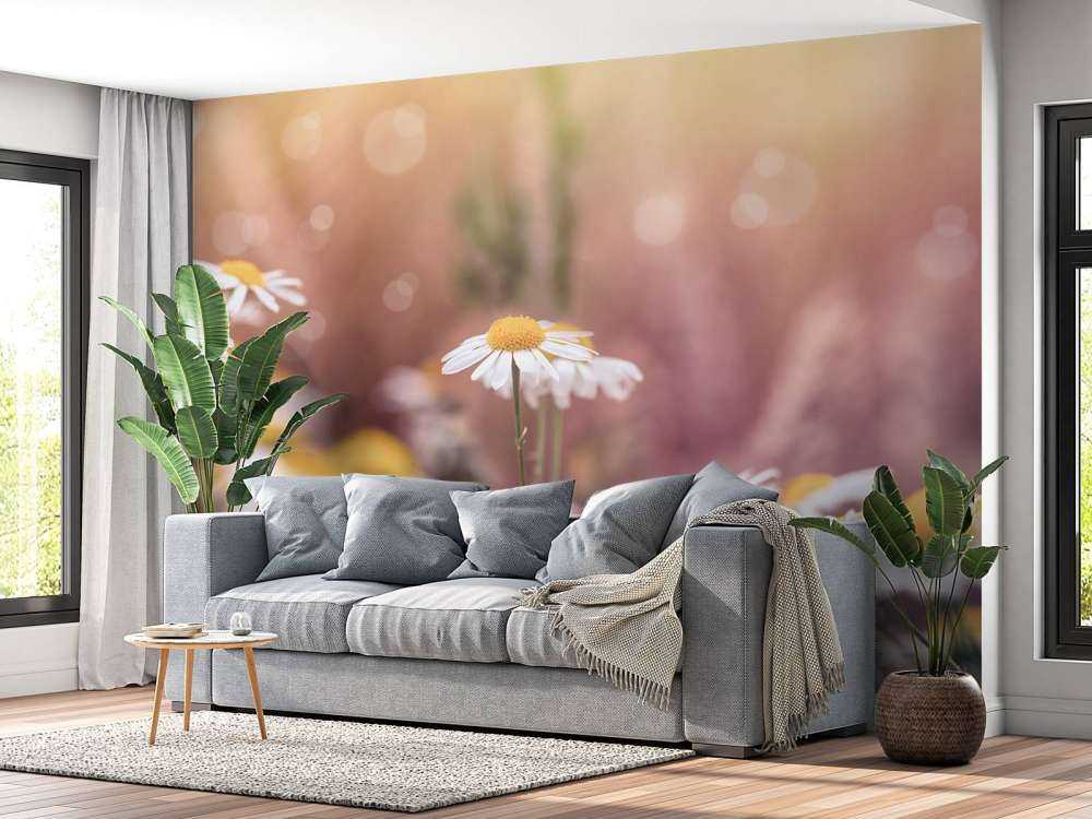 Champ de marguerites