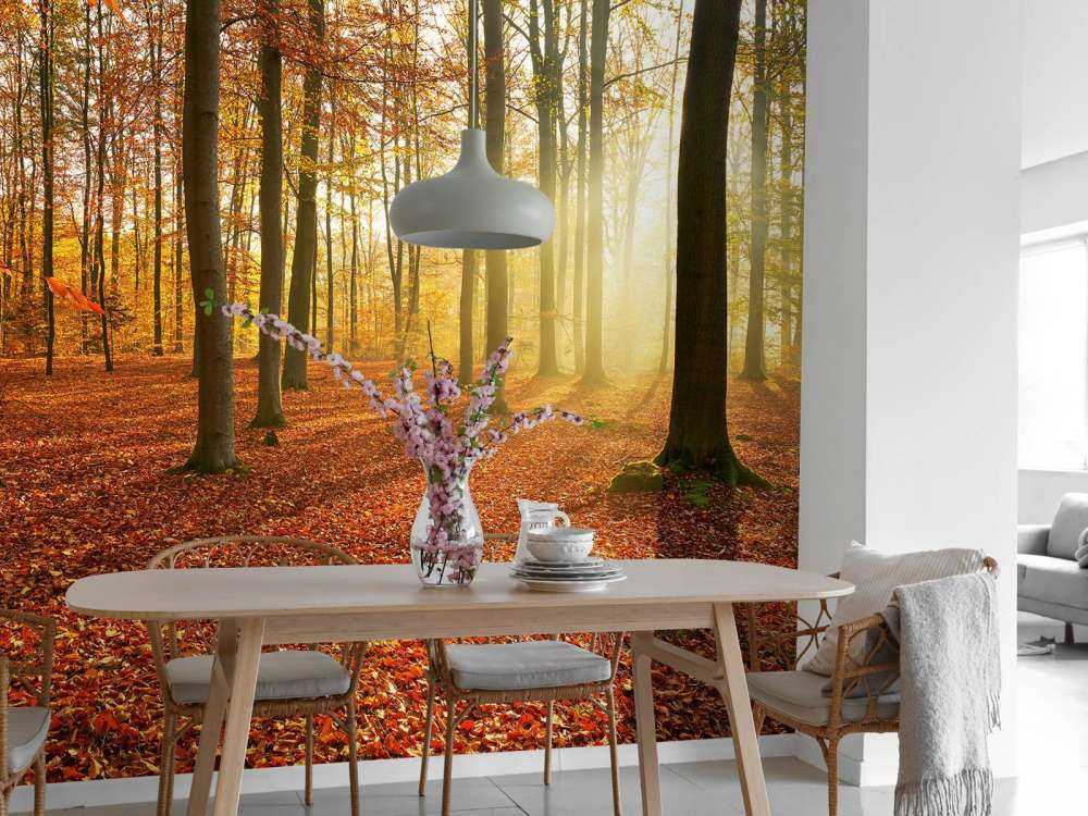 Matin d'automne dans la forêt