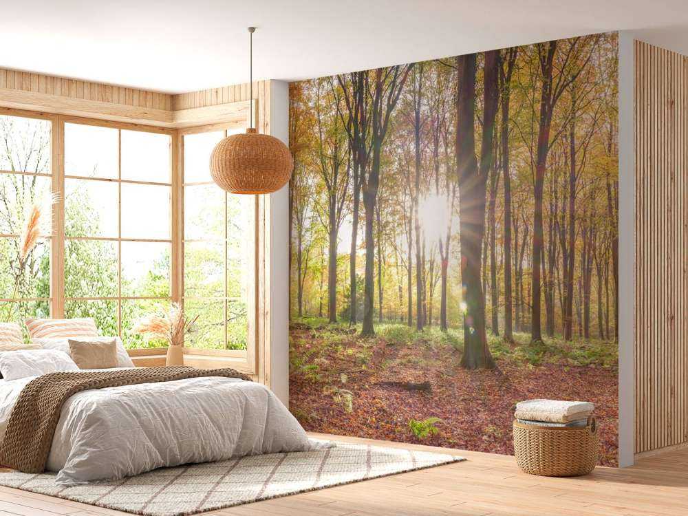 Lumière du soleil à travers la forêt d'automne