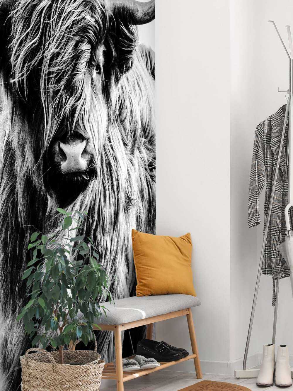 Le Highland écossais en noir et blanc