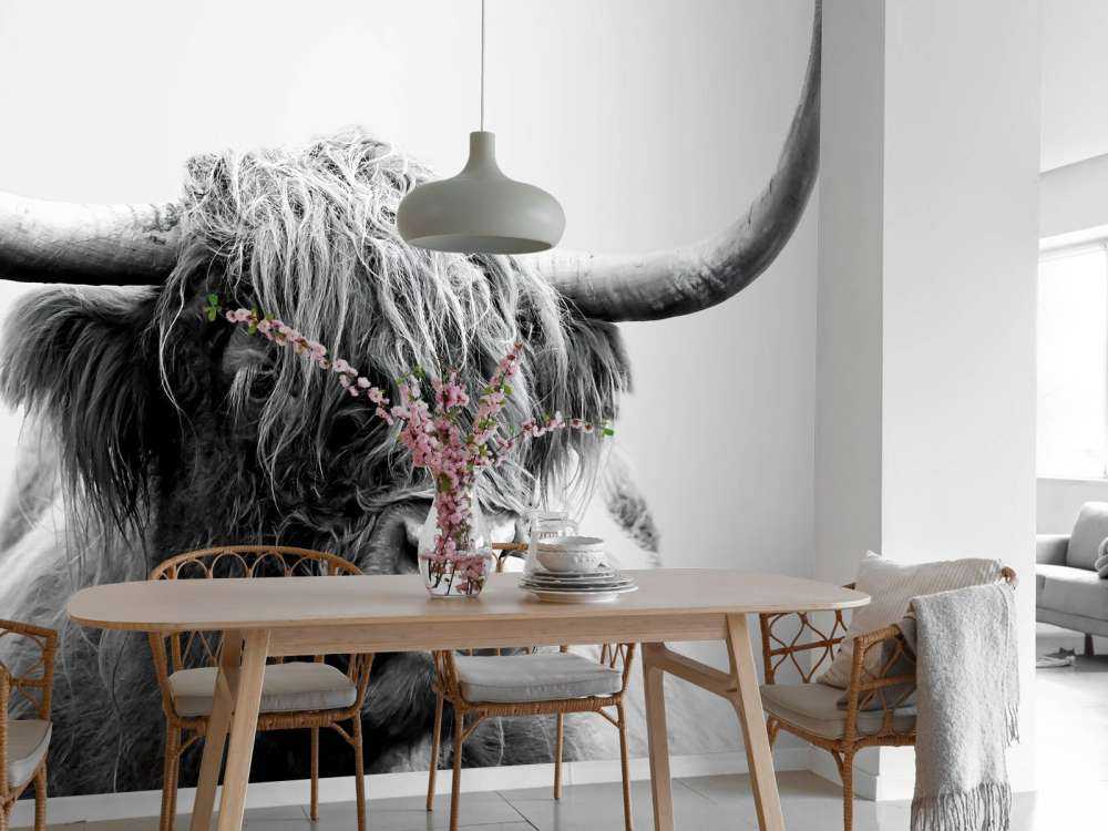 Drôle de Highland écossais