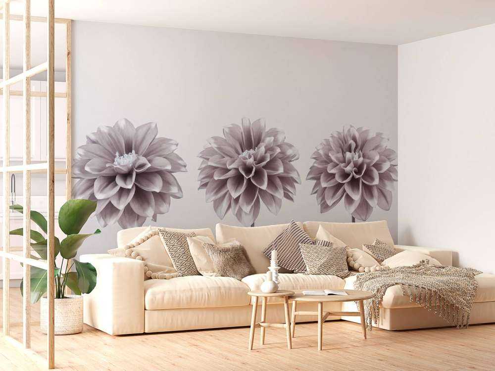Dahlias