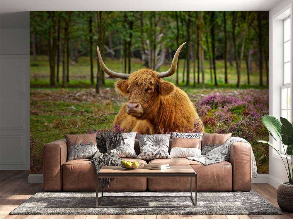 Highland écossais dans la bruyère violette