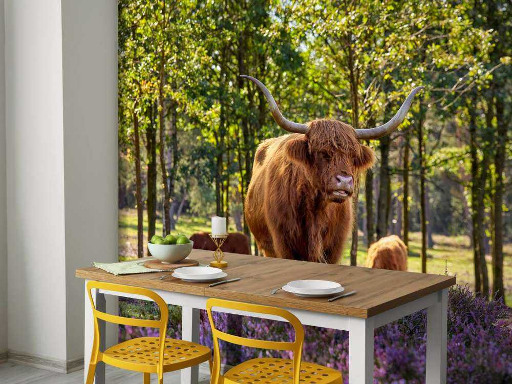 Les Highlands dans une réserve naturelle