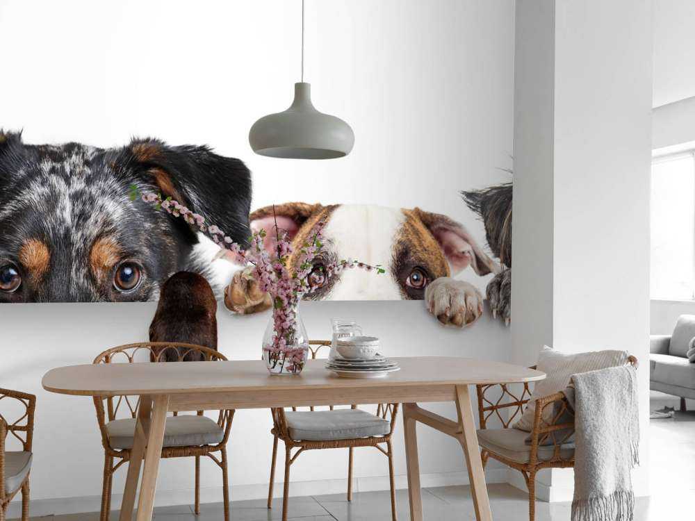 Chiens d'observation