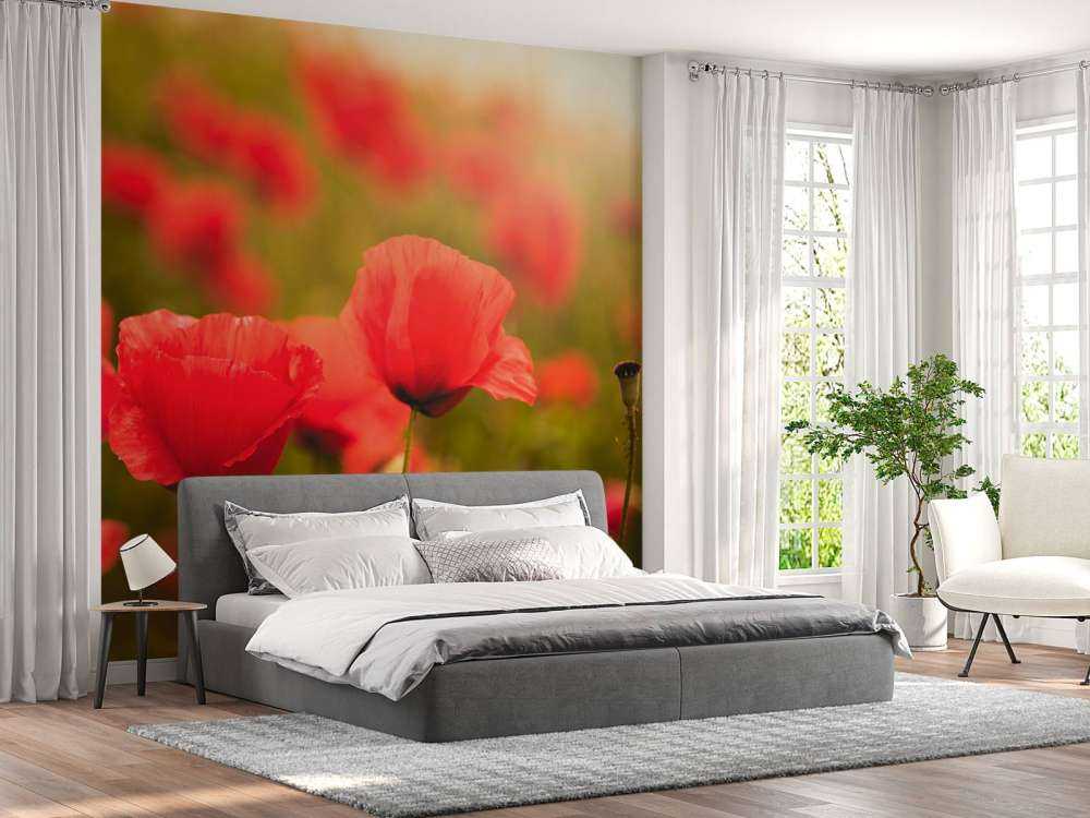 Coquelicots au lever du soleil