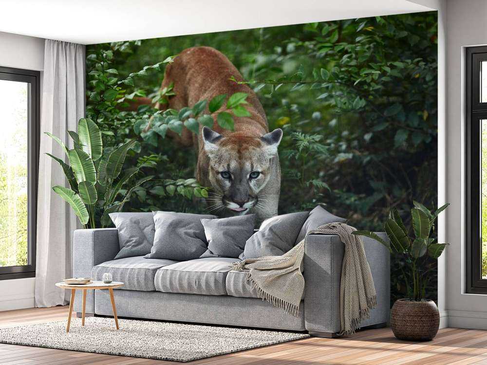 Lion des montagnes qui se faufile