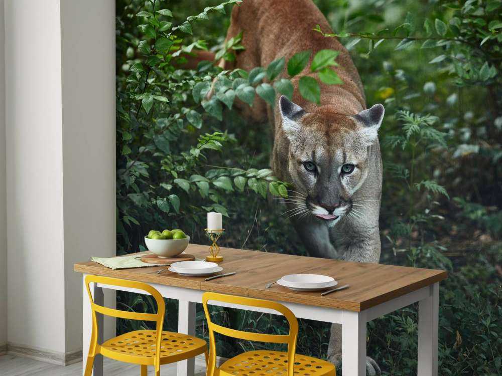 Lion des montagnes qui se faufile