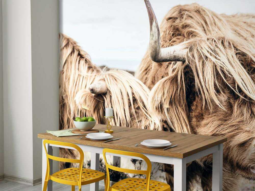 Deux Highlands écossais