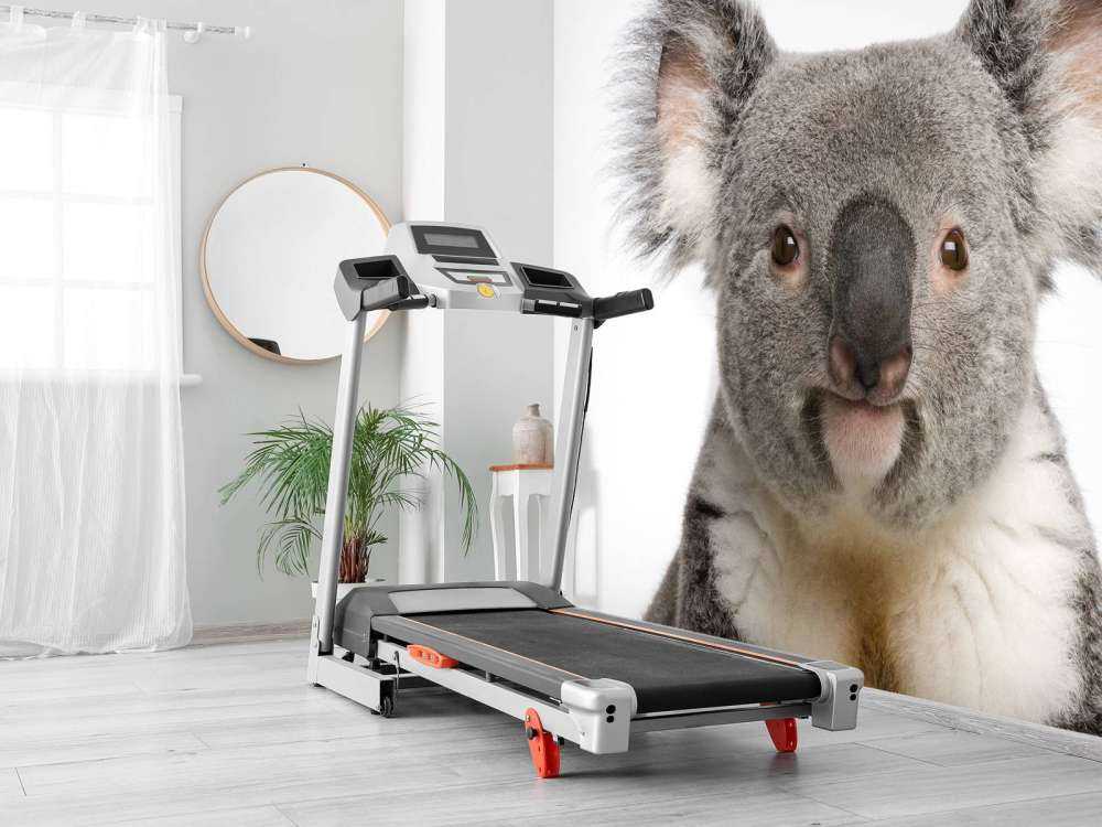 Photo d'un koala