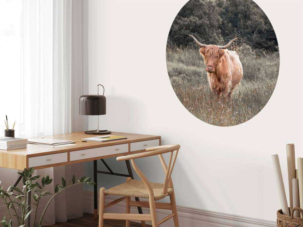 Highlander écossais dans un champ